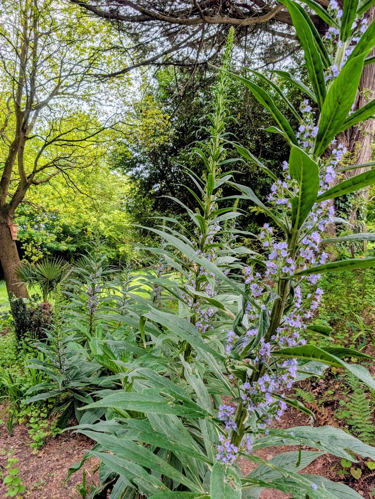 Picture of Echiums
